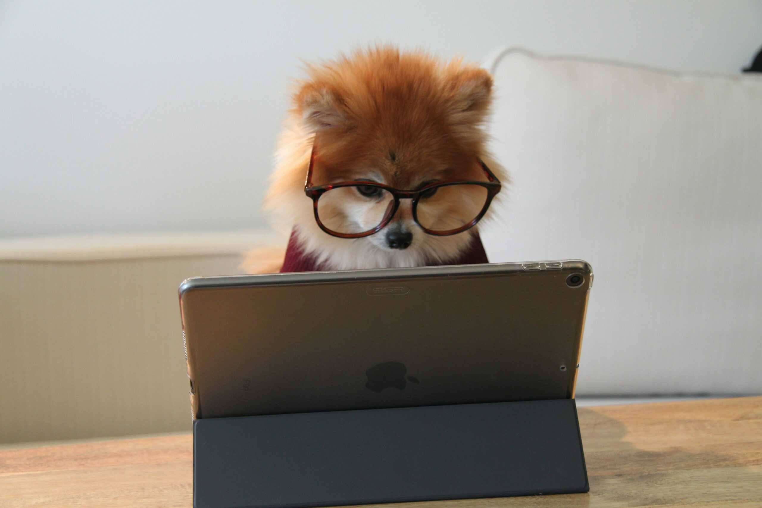 Dog with glasses on tablet